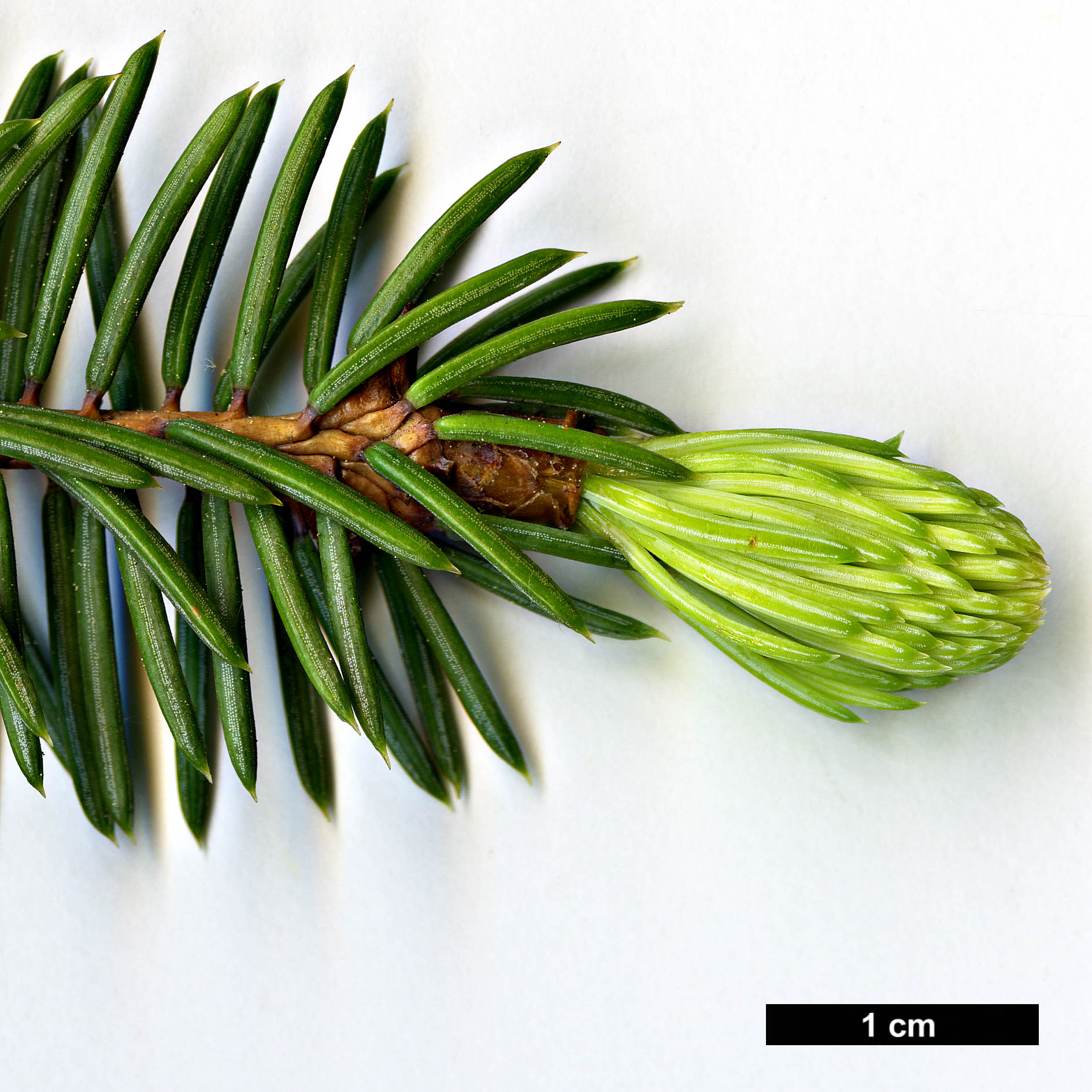 High resolution image: Family: Pinaceae - Genus: Picea - Taxon: asperata - SpeciesSub: var. heterolepis